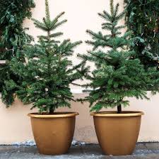 It's pom pom fruit day in the wild wilderness, the one day when all the fruit from the pom pom tree falls! Caring For A Potted Christmas Tree Pot Grown Christmas Trees