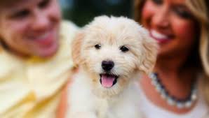 Find great deals on ebay for goldendoodle puppies. Goldendoodle Puppies For Sale Health Guaranteed
