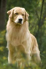 Golden Glory Cute Dogs Retriever Puppy Golden Retriever