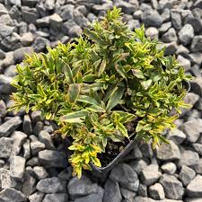 Image result for Melhania prostrata