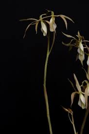 Image result for Nervilia sp.no.4