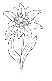 Edelweiss Disegni Da Colorare Fiori Disegnati Da Colorare Disegno Di Fiori