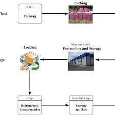 Process Of Table Grapes Cold Chain Logistics Download