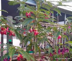 Image result for Sesbania grandiflora