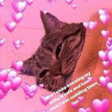 Wholesomememes Wholesome Iloveyou Bb Cat Snuggles Cuddles Love Yay Love Memes Sweet Memes Flirty Memes