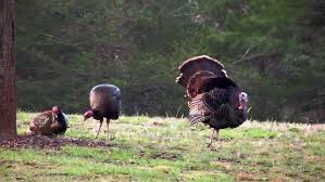 This behavior is most commonly referred to as strutting. A Male Tom Turkey Shows Stock Footage Video 100 Royalty Free 24561233 Shutterstock