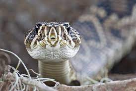 Watch Your Step Arthur Morris Birds As Art Rattlesnake Arthur Morris Animals