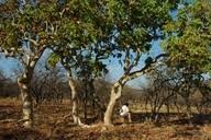 Image result for Albizia tanganyicensis