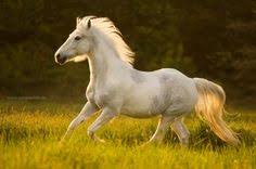 Image result for tbn:tVj6rqcH-AQR9M::www.pregonagropecuario.com.ar/images/caballo_overo.jpg