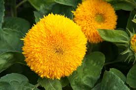 Entspricht der sonnenblumensorten garten dem level and qualität, die sie als kunde in dieser preisklasse erwarten? Sonnenblumenarten Die 50 Schonsten Sorten Plantura