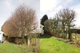 Fruit trees are great nitrogen feeders and is the pruning your fruit trees: Tree Pruning How And When To Pollard Your Trees