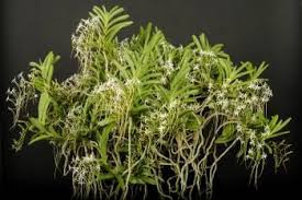 Image result for Rangaeris muscicola