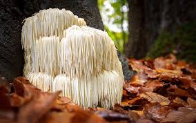 Lion's Mane mushroom – a superfood for the nervous system ...