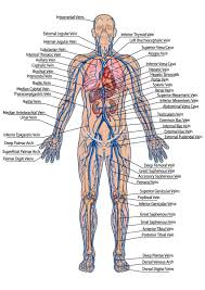 Full Human Anatomy Diagram Full Human Anatomy Diagram