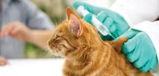 Kedi Trabzon Veteriner Bul Randevu Al