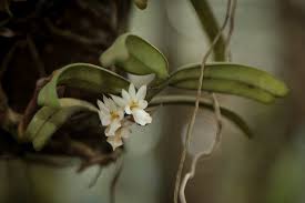 Image result for Calyptrochilum