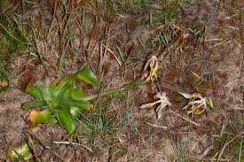 Image result for Crinum subcernuum