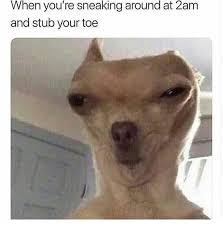 When You Stub Your Toe At 2am Funny Instagram Memes Funny Animal Memes Funny Dog Memes