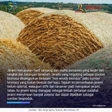 Free for commercial use no attribution required high quality images. Lipi Sur Twitter Jerami Padi Dapat Dirubah Menjadi Bubur Kertas Dengan Teknologi Pulping Akan Tetapi Hal Itu Tidak Mudah Karena Adanya Faktor Penghambat Yaitu Kandungan Lignin Dan Sistem Kristalin Di Dalamnya