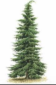 Tree For Card Watercolor Trees Pine Tree Tattoo Tree Drawing