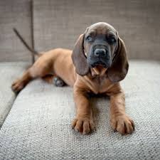 Ein bayerischer gebirgsschweißhund ist ein ruhiges, gelassenes und zurückhaltendes mitglied etwas ungewöhnlich für einen hund ist, dass ein bayerischer gebirgsschweißhund nicht immer an. Bayerischer Gebirgsschweisshund Rassebeschreibung Dogbible