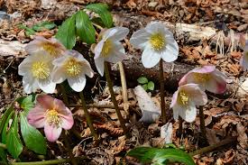 Image result for Ranunculaceae