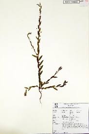 Image result for Phyllanthus inflatus