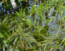 Image result for Heteranthera