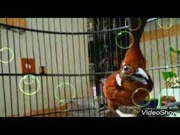 We did not find results for: Suara Burung Cak Lilin Gelembung Dan Ari Cocok Buat Isian Murai Batu Youtube