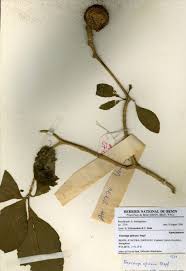 Image result for Voacanga bracteata