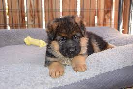We breed west german show line german shepherd dogs who come from top german bloodlines. Colorado German Shepherd Dogs Home Facebook