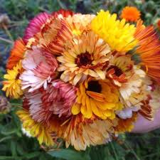 We did not find results for: Organic Remembrance Edible Calendula Mix Fruition Seeds