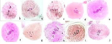 Image result for Cleome polyanthera