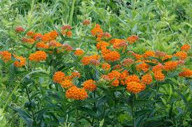 Plants flowers that attract butterflies. 12 Perennials For Attracting Butterflies In The Midwest