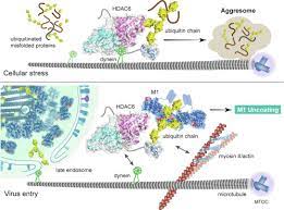 Histone Deacetylase 6 An Overview Sciencedirect Topics