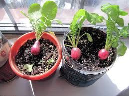 The whole process is fun, and the results are fast too. 12 Healthy Vegetables And Herbs To Grow Indoors The Self Sufficient Living