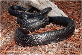 Eastern Indigo Snake Drymarchon Couperi Snake North American Wildlife Dream Snake