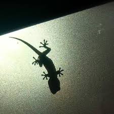 Luz Sombra Lagarto Taller582 Fotografia Situaciones Situation Photography Light Shadow Lizzard Lumiere Ombre Lezard S Lizzard Shadow Photography