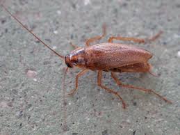 As you are worried about your health and can't drive the car comfortably without removing the roaches from the car. German Cockroach Wikipedia