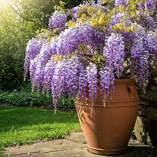 Image result for Wisteria