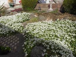 Plantfiles Picture 4 Of Alpine Rock Cress Arabis Alpina Hardy Perennials Ground Cover Plants Perennial Ground Cover