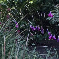 Image result for Dierama densiflorum