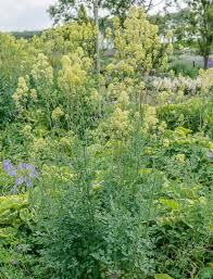 Image result for Satyrium flavum