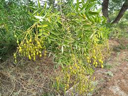 Image result for Styphnolobium