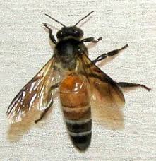 Didalam sarang terdapat 1 ratu lebah. Bees In Malaysia Inaturalist