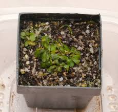 Image result for Genlisea africana