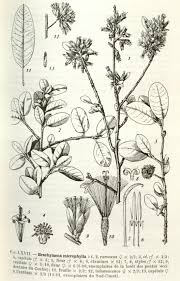 Image result for Bivinia jalbertii