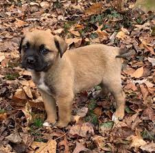 Reddit Meet Zelda A Boxador Labboxer Mix What A Wonderful Way To Begin 2019httpbitly2f89rjj Boxer Mix Boxer Mix Puppies Boxer Terrier Mix