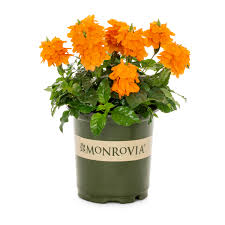 Image result for Crossandra