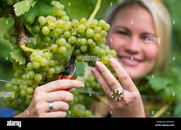 Pfälzer Wein Queen Andrea Roemmich erntet Trauben Art Ortega in Neustadt  ein der Weinstraße, Deutschland, 28. August 2013. Beginn der Weinlese für  den Federweiser ist die offizielle landesweite Eröffnung des diesjährigen  Jahrgangs.